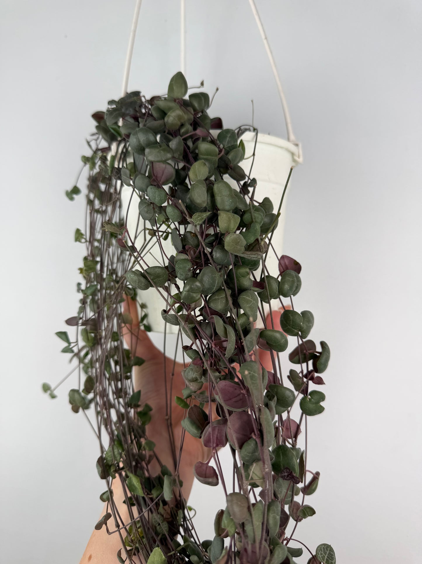 Ceropegia Woodii | Silvia