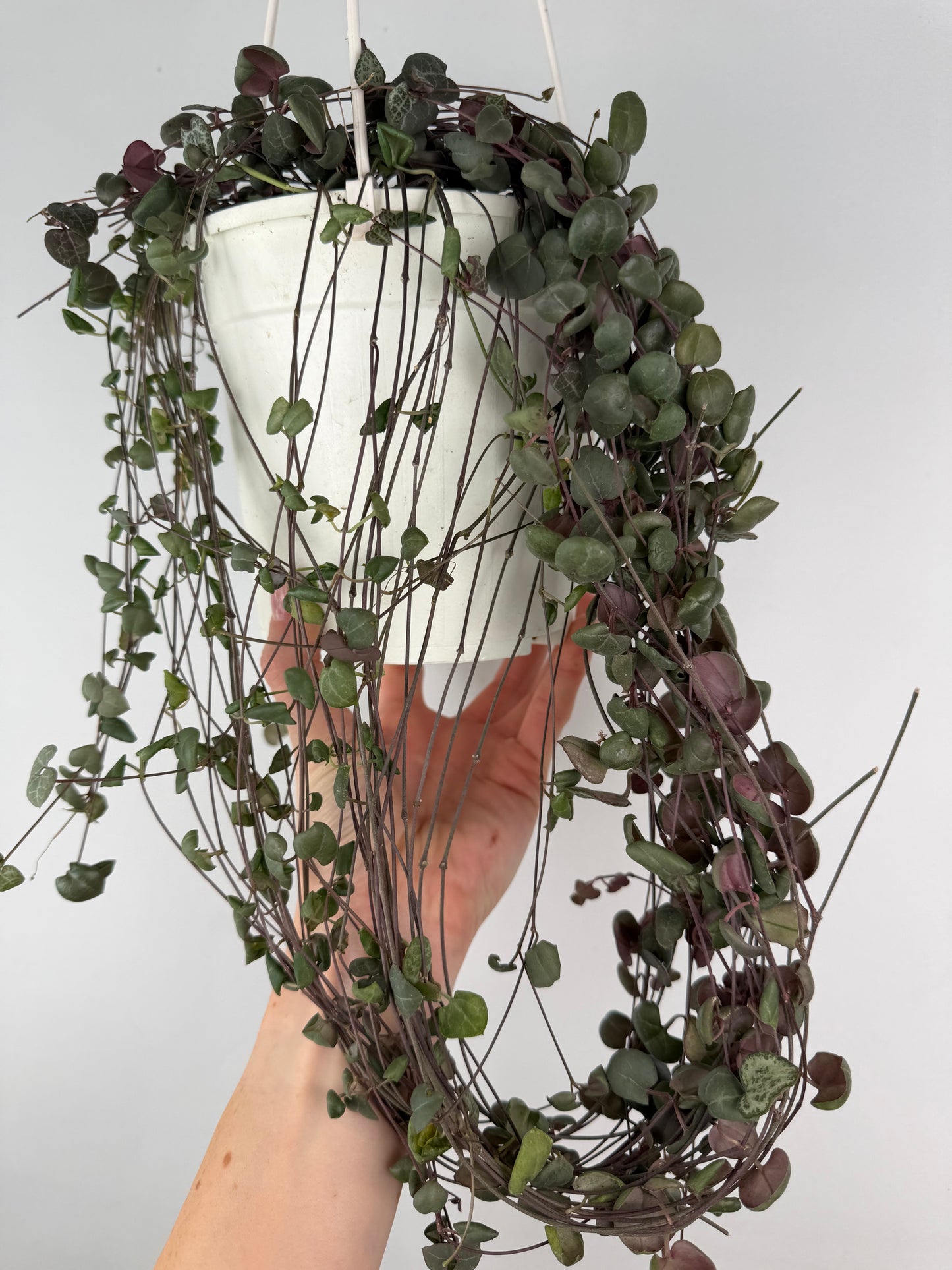 Ceropegia Woodii | Silvia