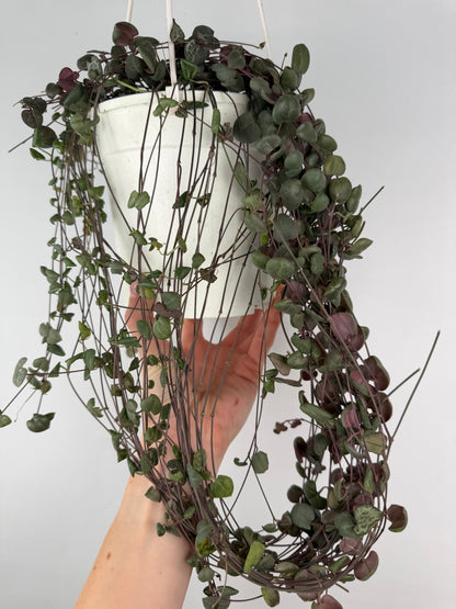Ceropegia Woodii | Silvia