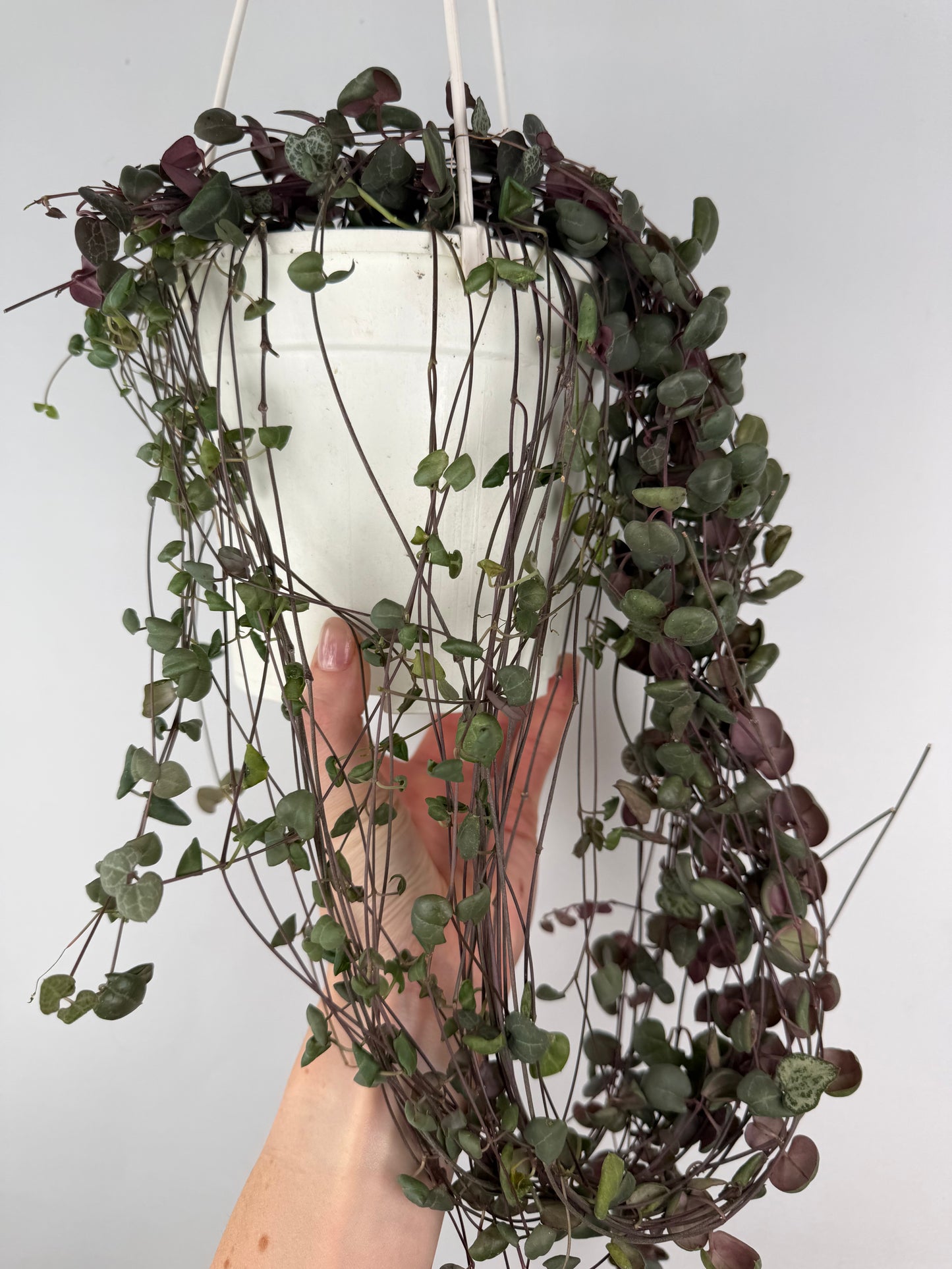 Ceropegia Woodii | Silvia