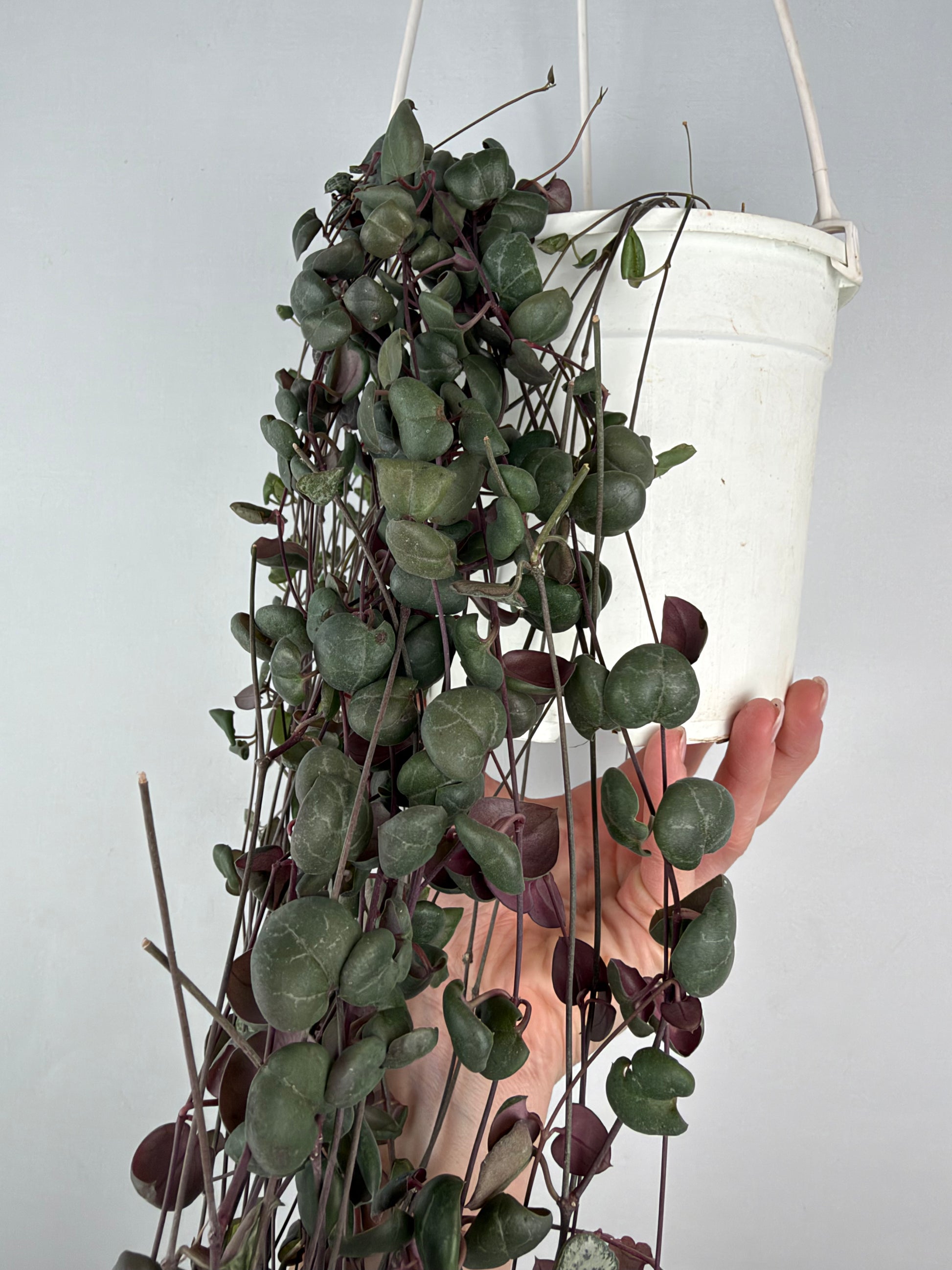 Ceropegia Woodii | Silvia