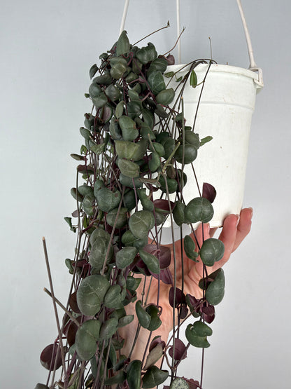 Ceropegia Woodii | Silvia