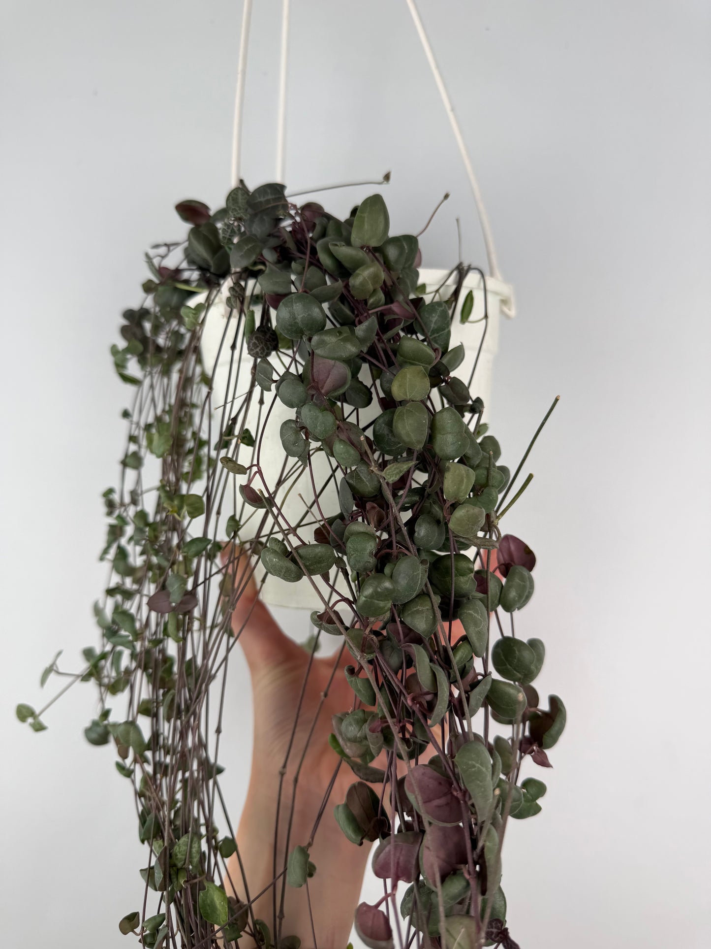 Ceropegia Woodii | Silvia