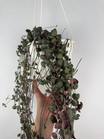 Ceropegia Woodii | Silvia