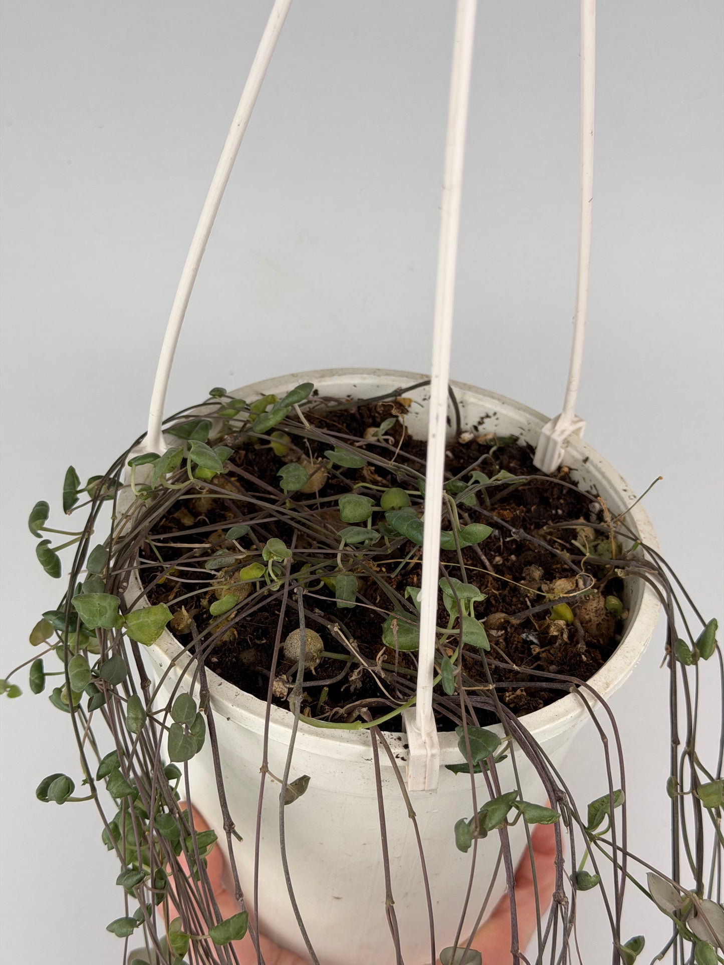 Ceropegia Woodii | Silvia