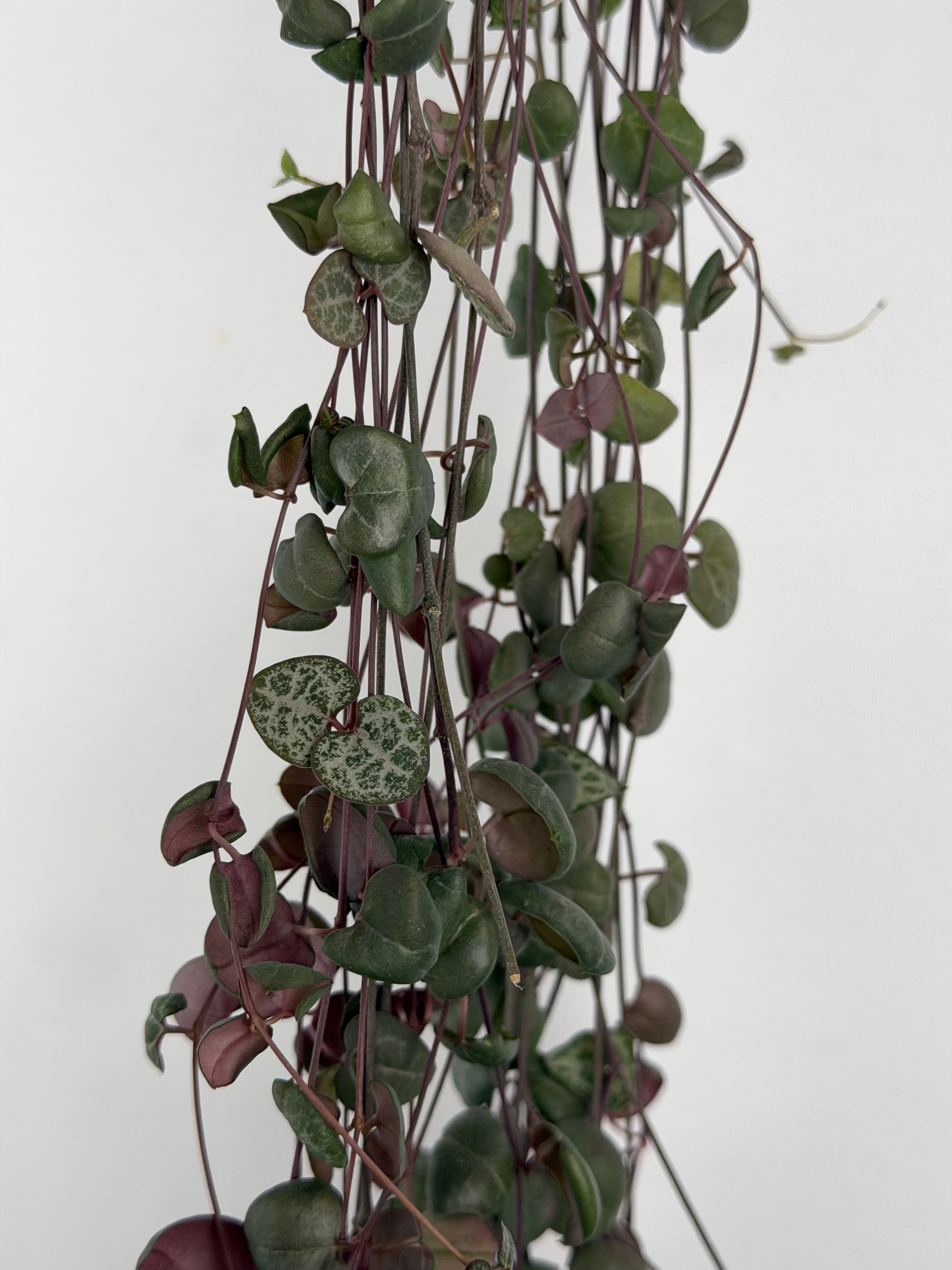 Ceropegia Woodii | Silvia