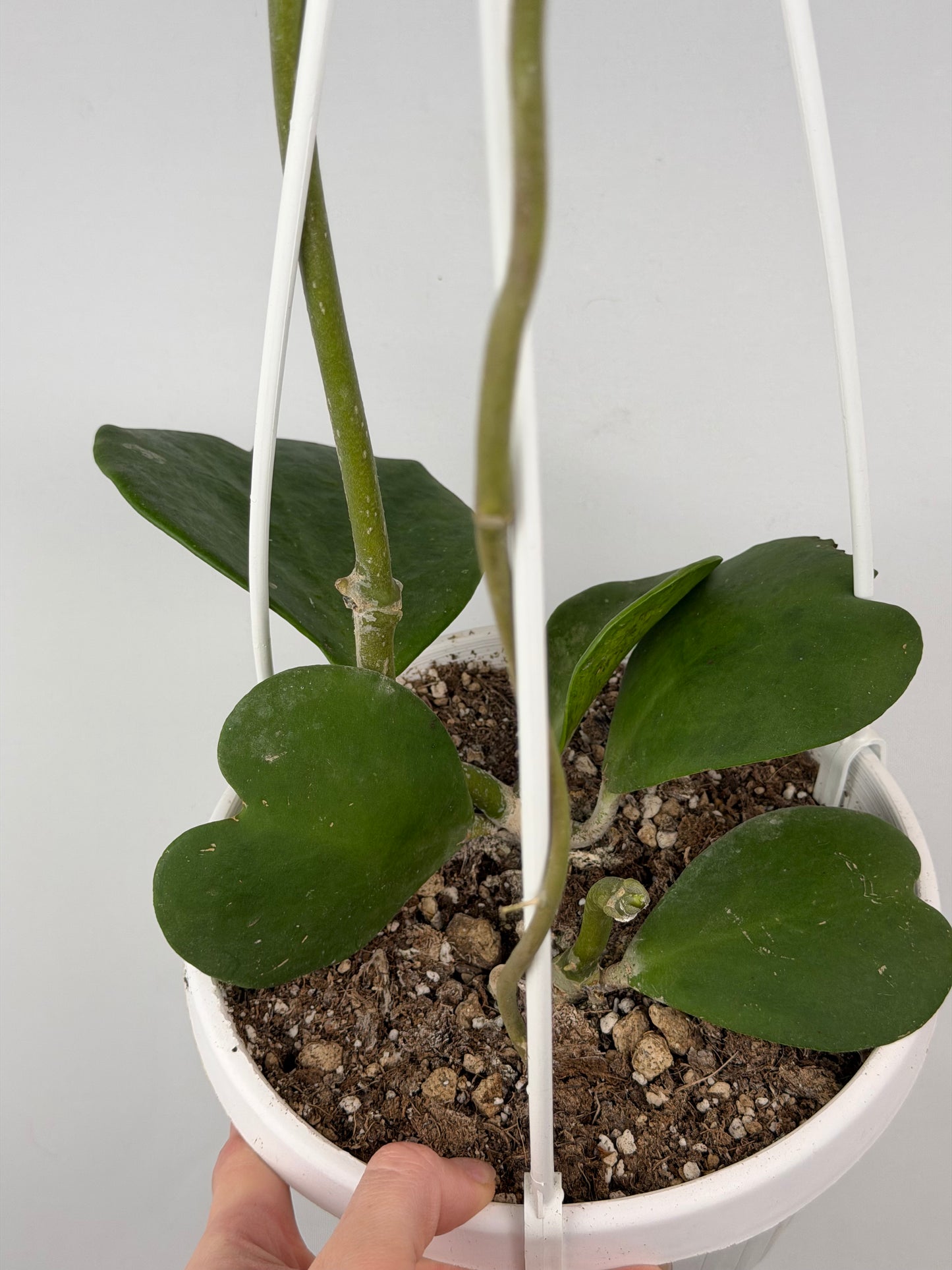 Hoya Kerrii | Sabrina