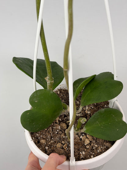 Hoya Kerrii | Sabrina