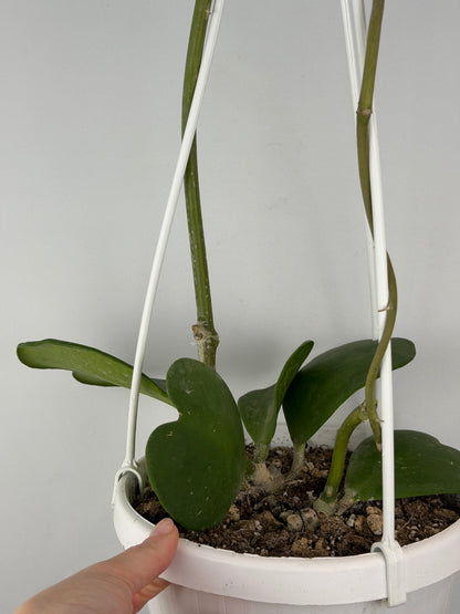 Hoya Kerrii | Sabrina