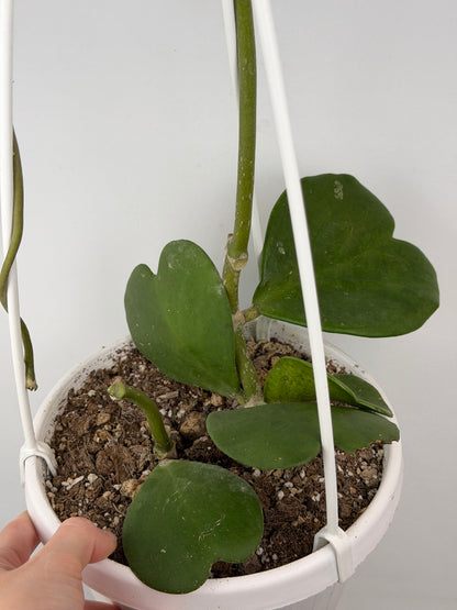 Hoya Kerrii | Sabrina