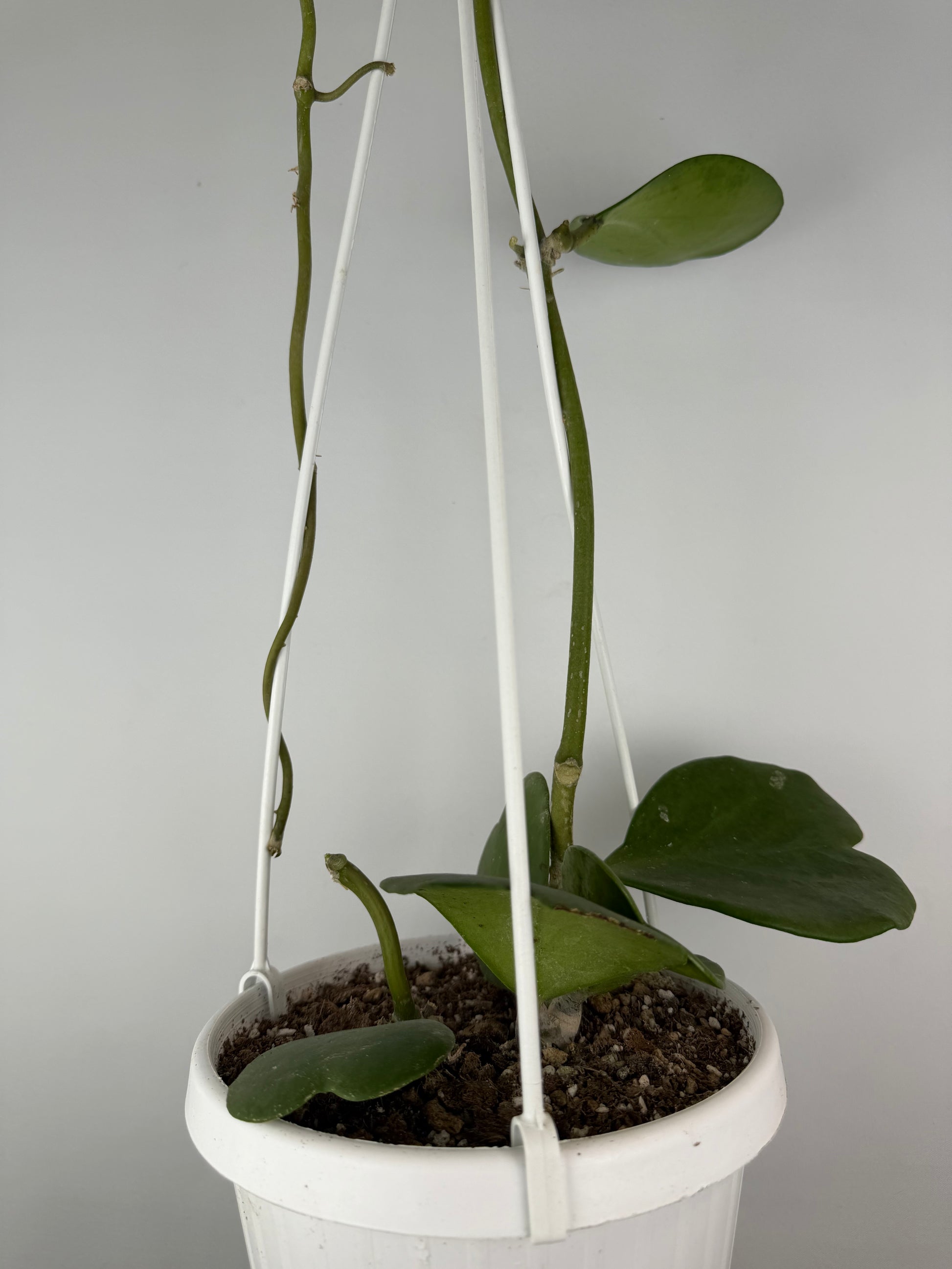 Hoya Kerrii | Sabrina