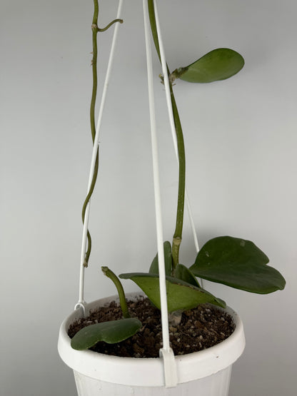 Hoya Kerrii | Sabrina