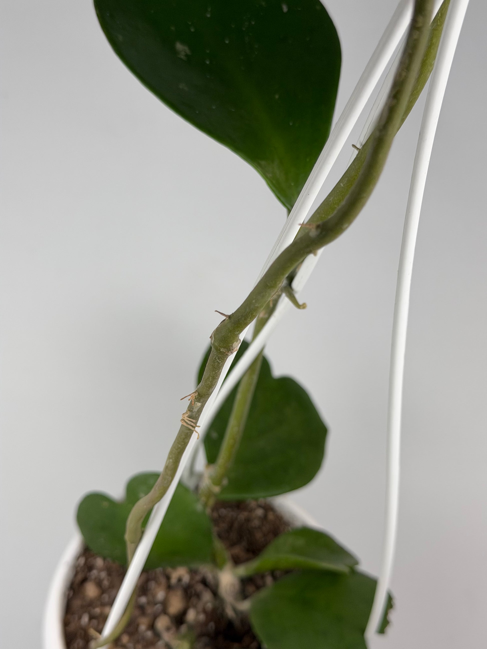 Hoya Kerrii | Sabrina