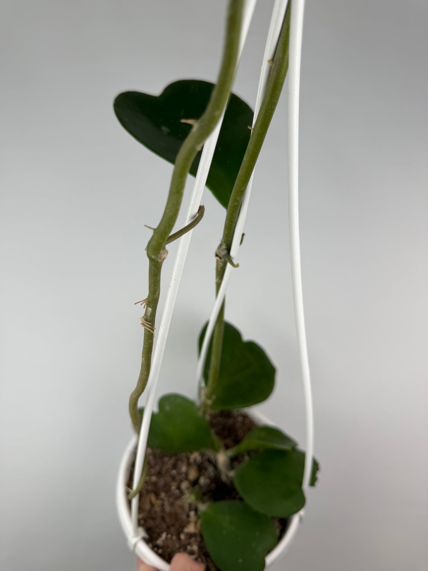 Hoya Kerrii | Sabrina