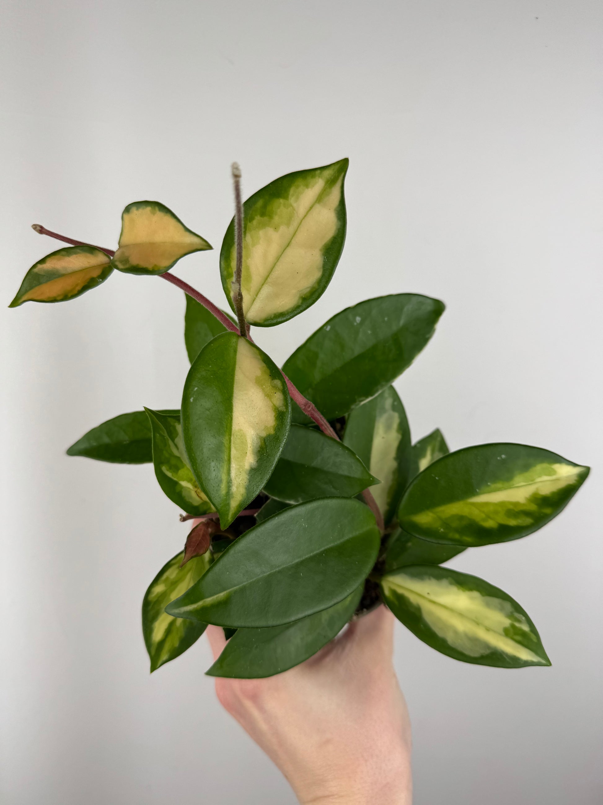 Hoya Tricolor