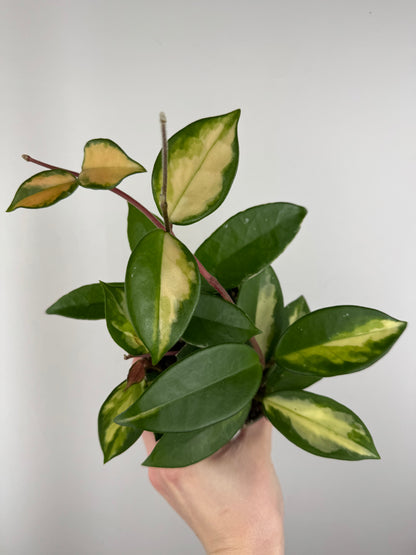 Hoya Tricolor