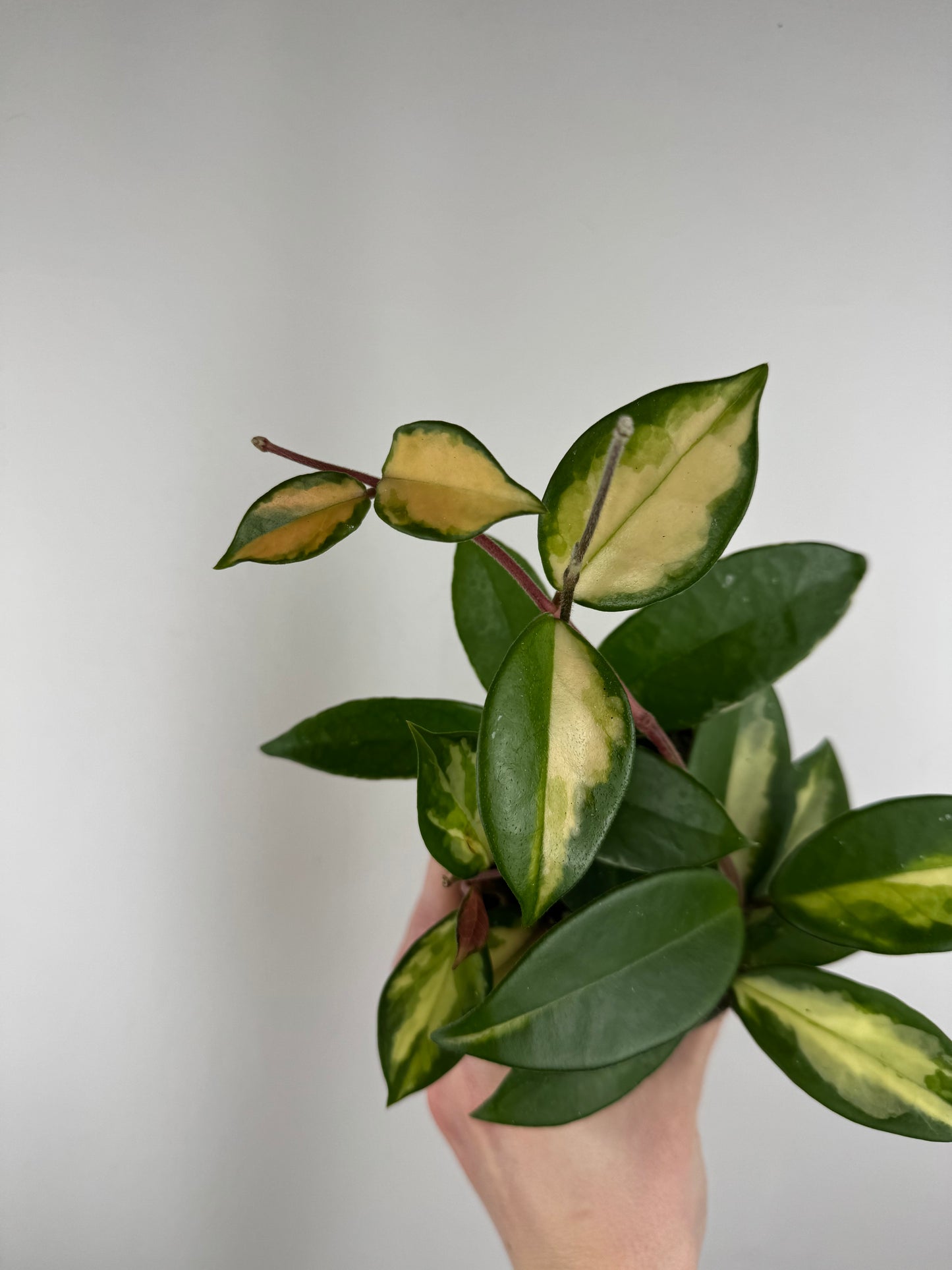 Hoya Tricolor