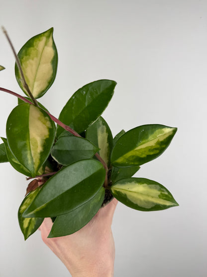 Hoya Tricolor