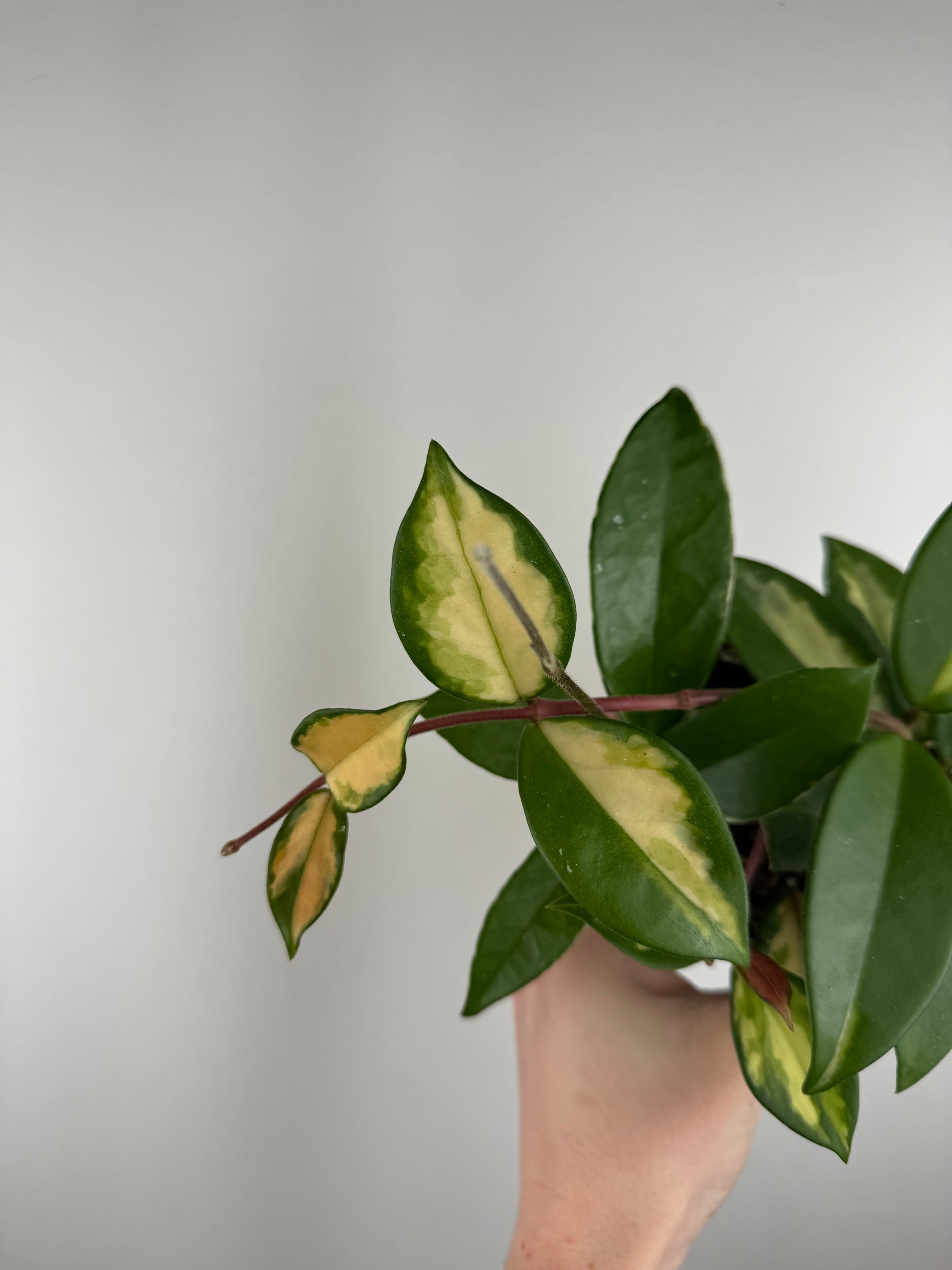 Hoya Tricolor