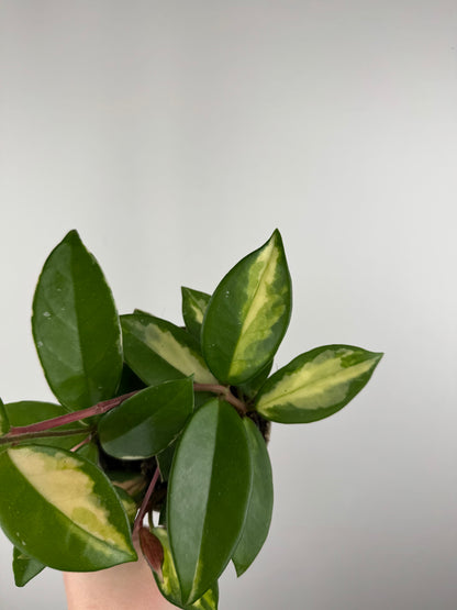 Hoya Tricolor