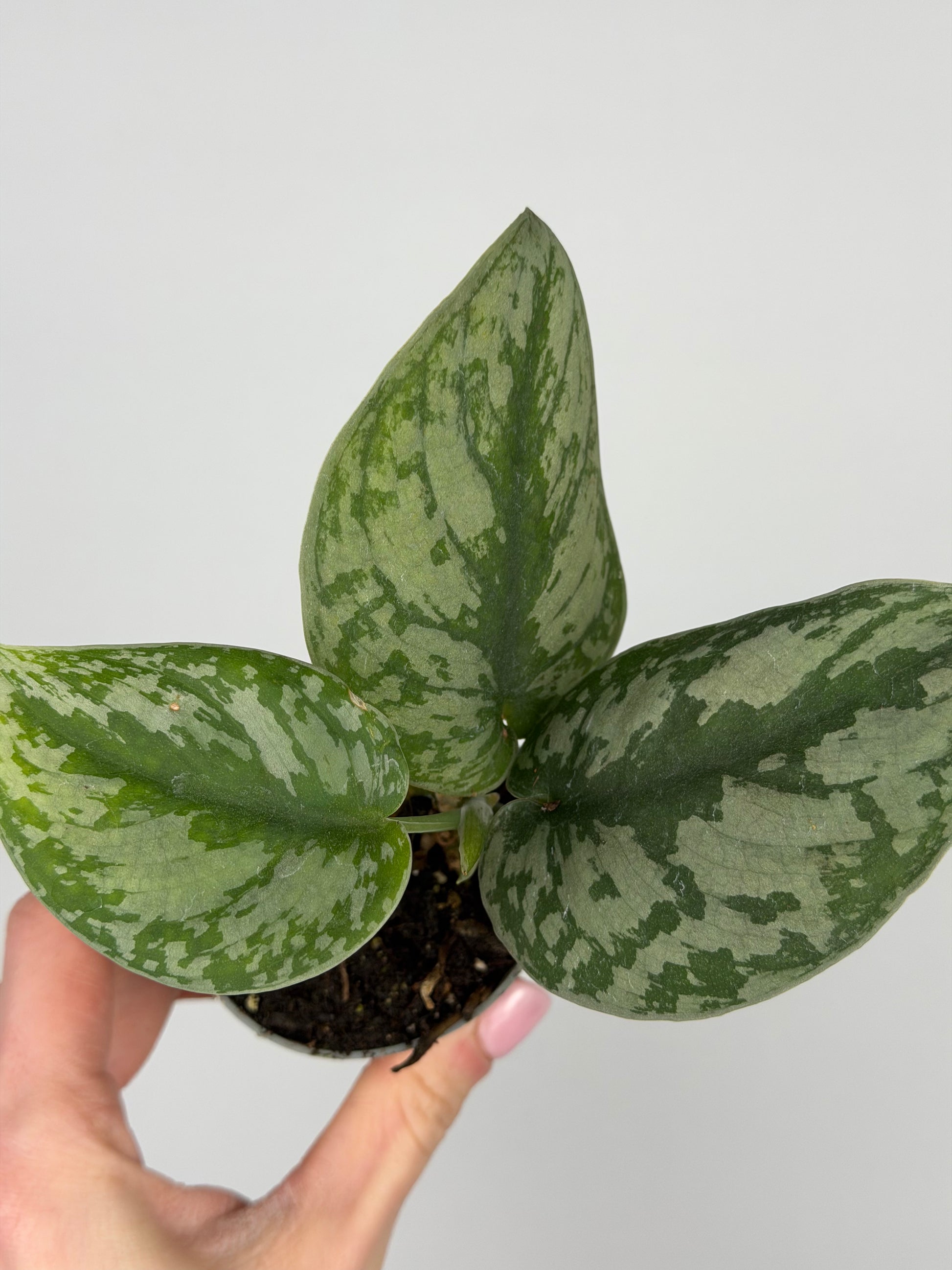 Scindapsus Pictus 'Trebie' Scindapsus Tropical Corner "S" 6 cm