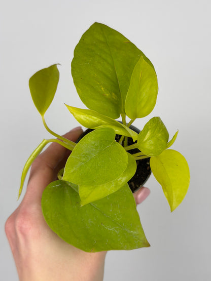 Epipremnum 'Neon' Epipremnum Tropical Corner