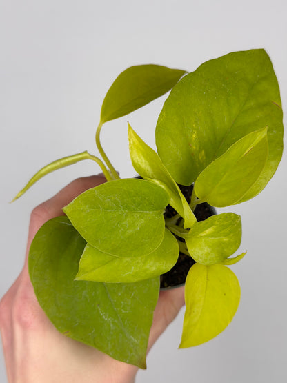 Epipremnum 'Neon' Epipremnum Tropical Corner