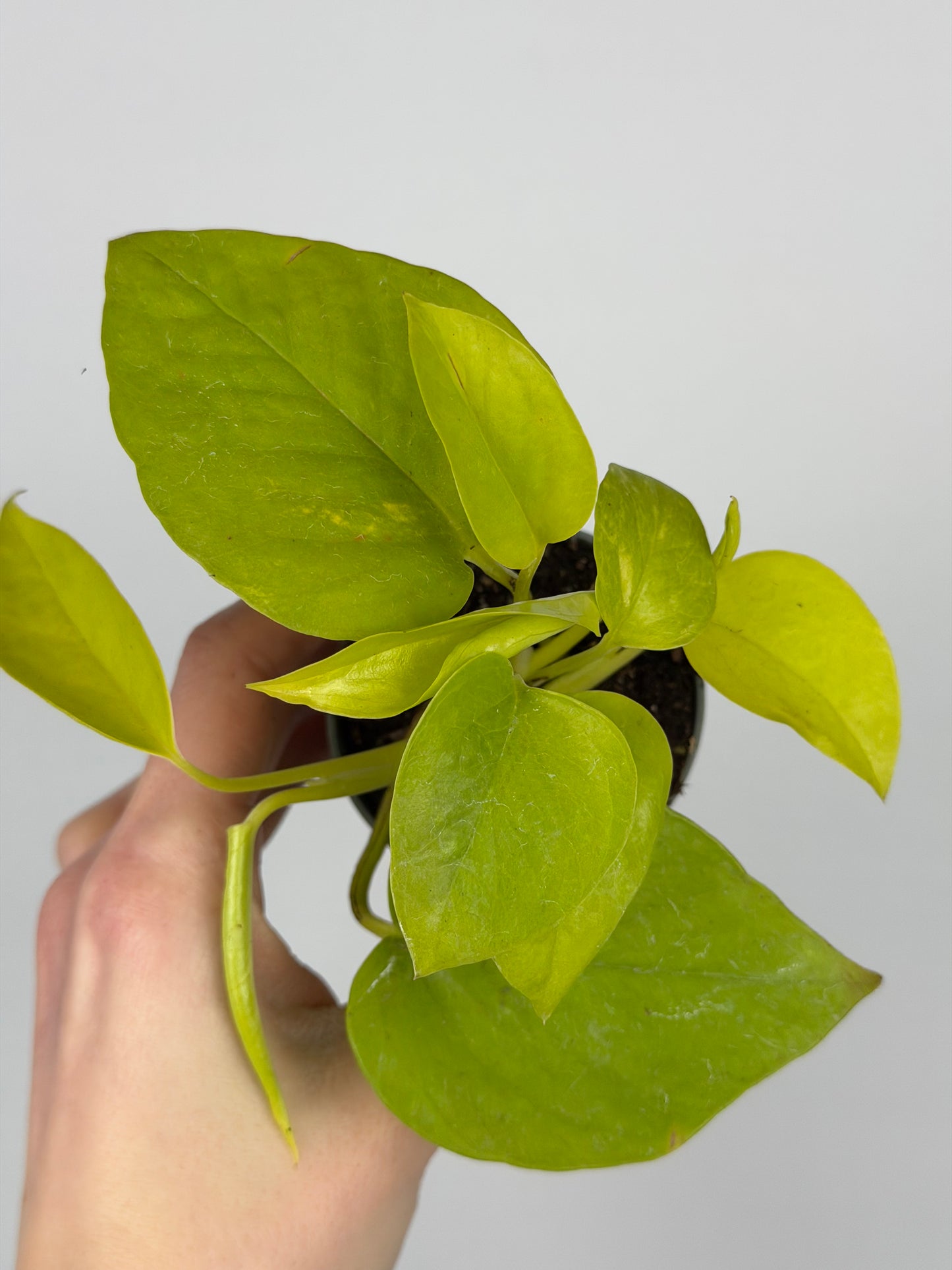 Epipremnum 'Neon' Epipremnum Tropical Corner