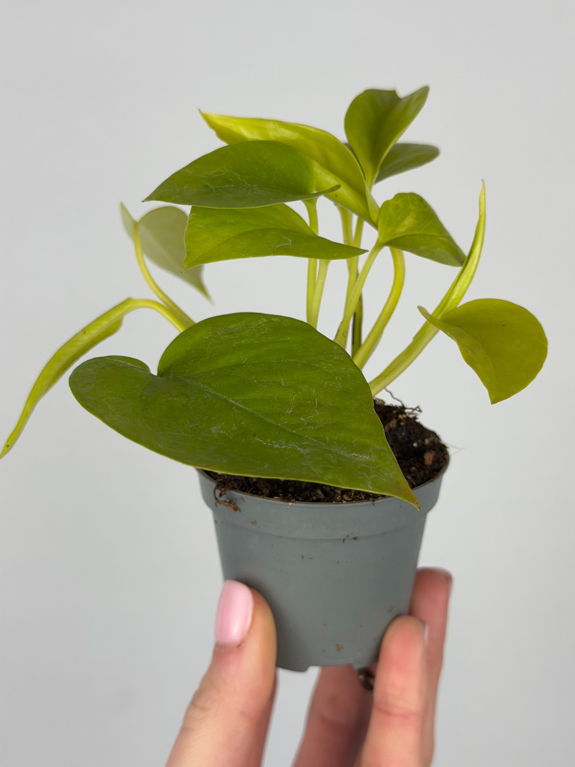 Epipremnum 'Neon' Epipremnum Tropical Corner
