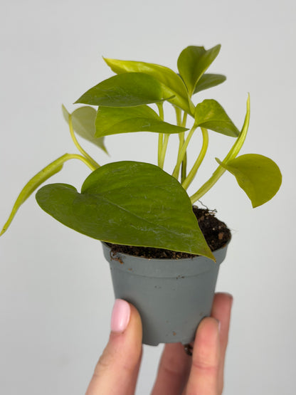 Epipremnum 'Neon' Epipremnum Tropical Corner