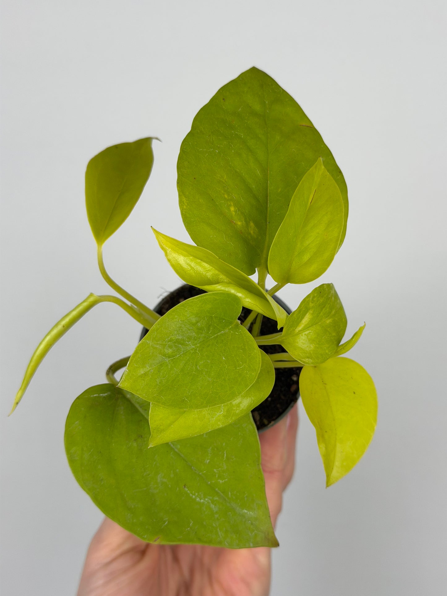 Epipremnum 'Neon' Epipremnum Tropical Corner