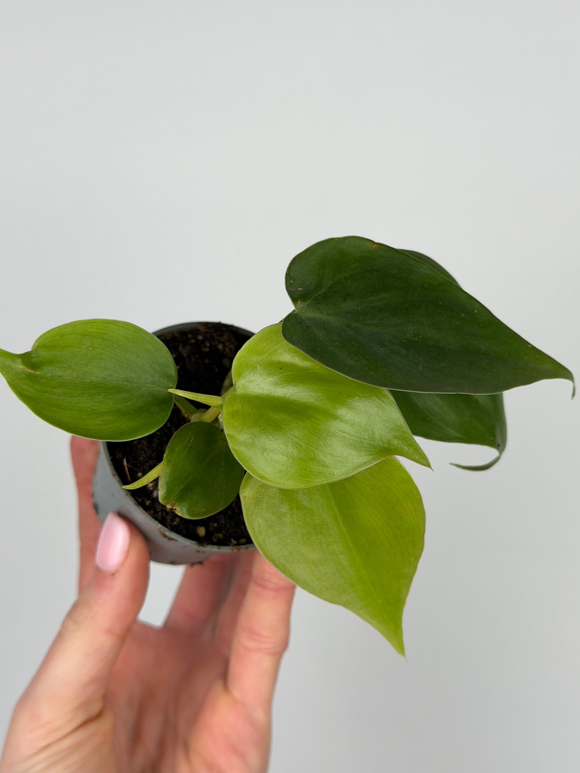 Philodendron Scandens Philodendron Tropical Corner