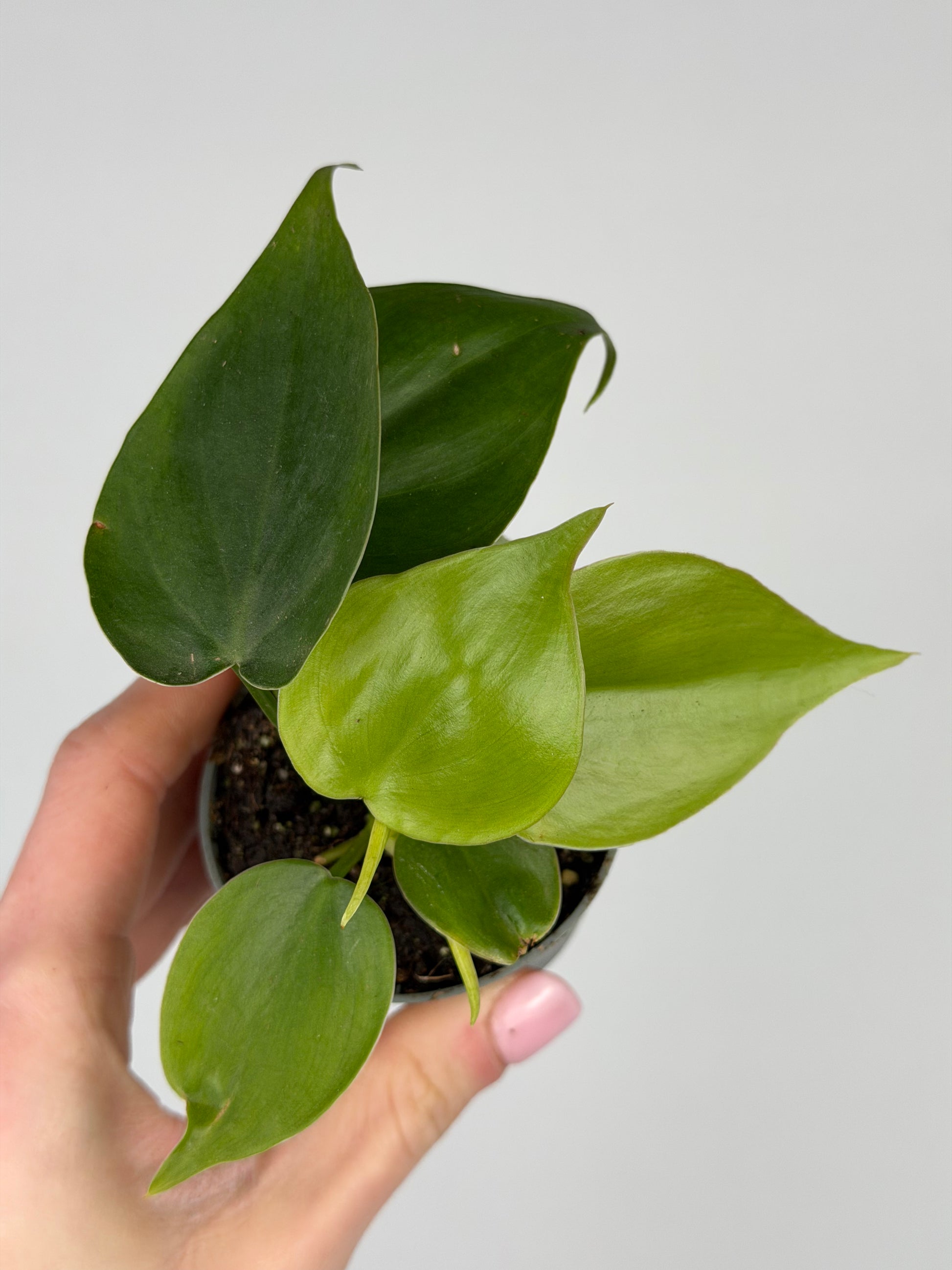 Philodendron Scandens Philodendron Tropical Corner