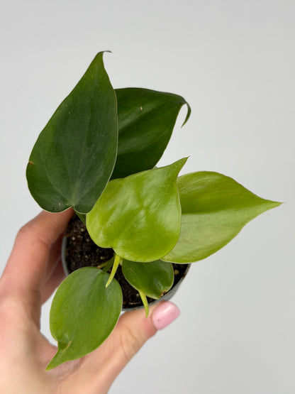 Philodendron Scandens Philodendron Tropical Corner