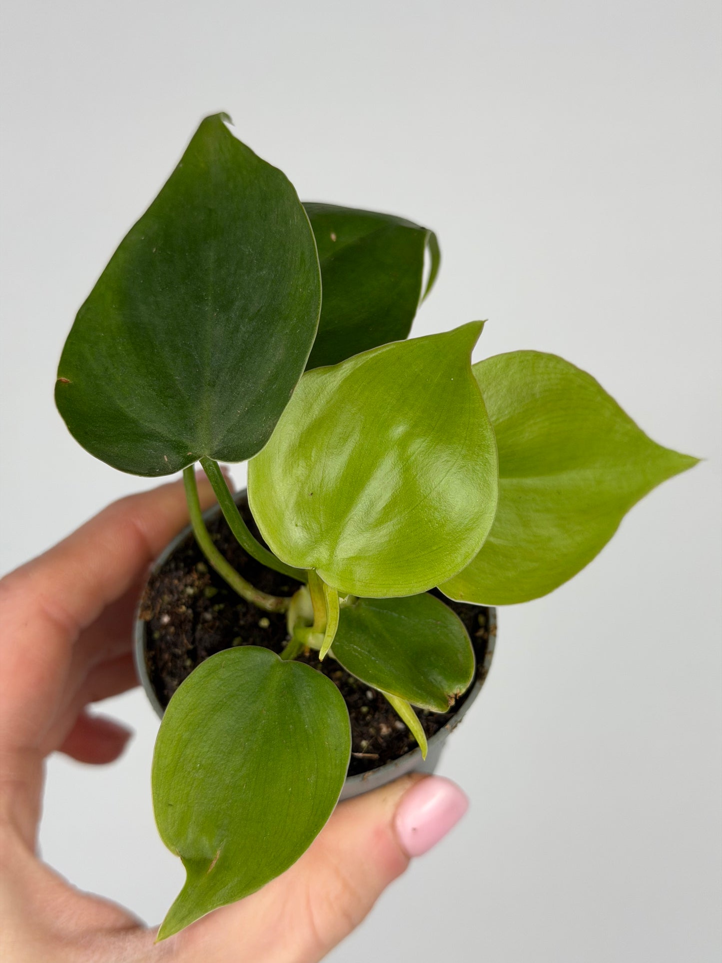 Philodendron Scandens Philodendron Tropical Corner "S" 6 cm