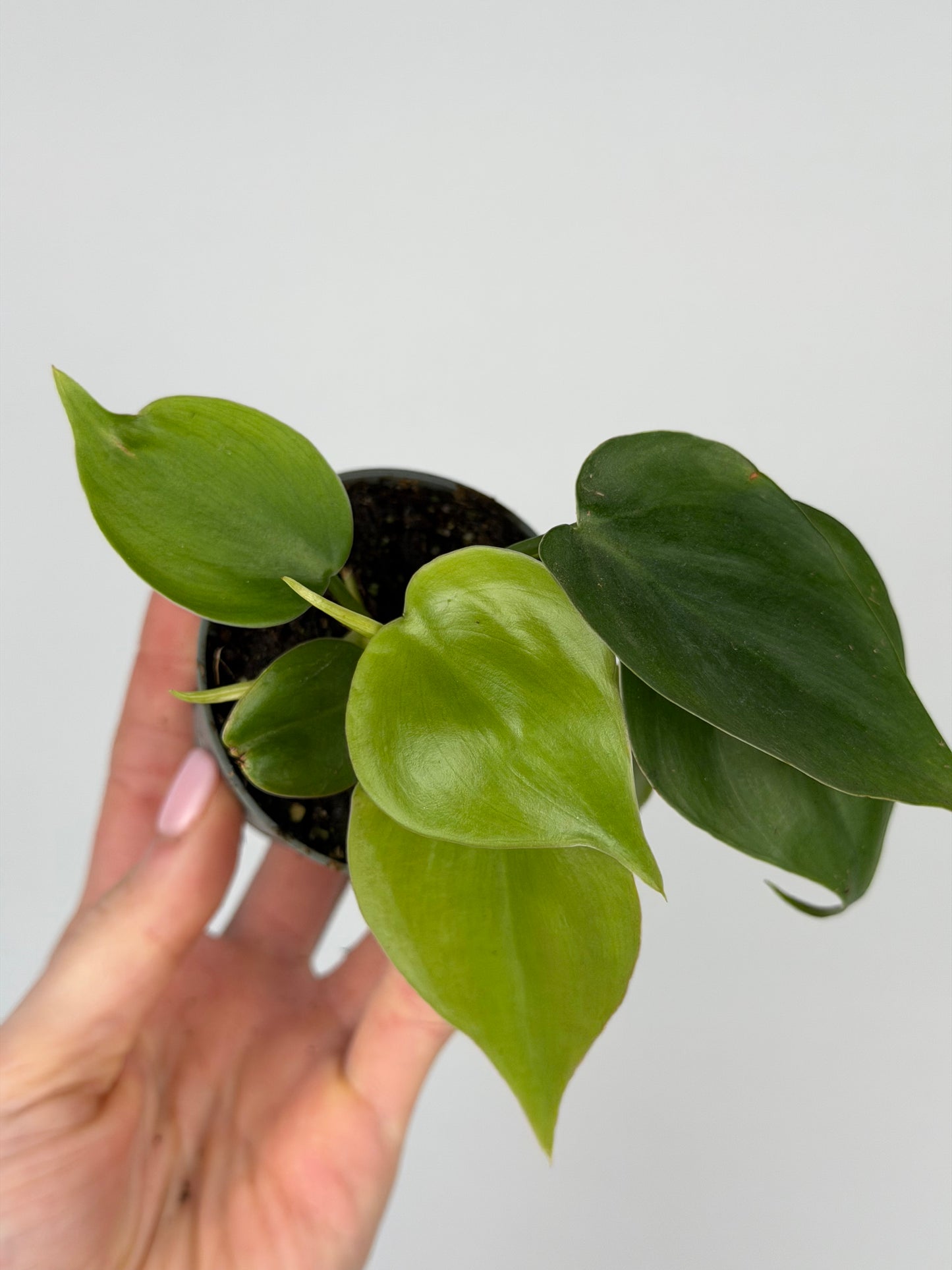 Philodendron Scandens Philodendron Tropical Corner