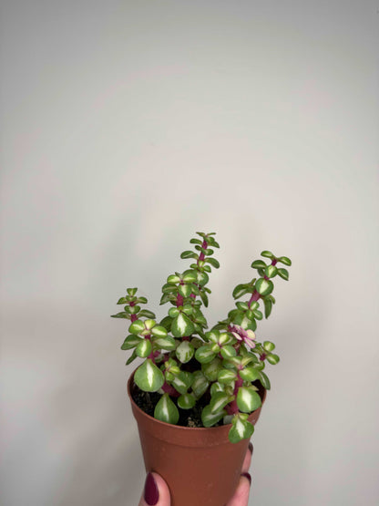Portulacaria Afra variegata “Mediopicta”