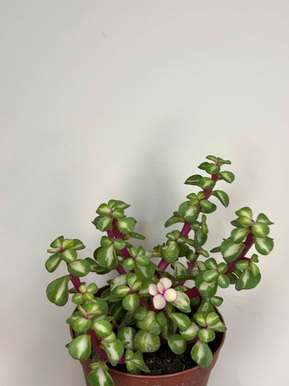 Portulacaria Afra variegata “Mediopicta”