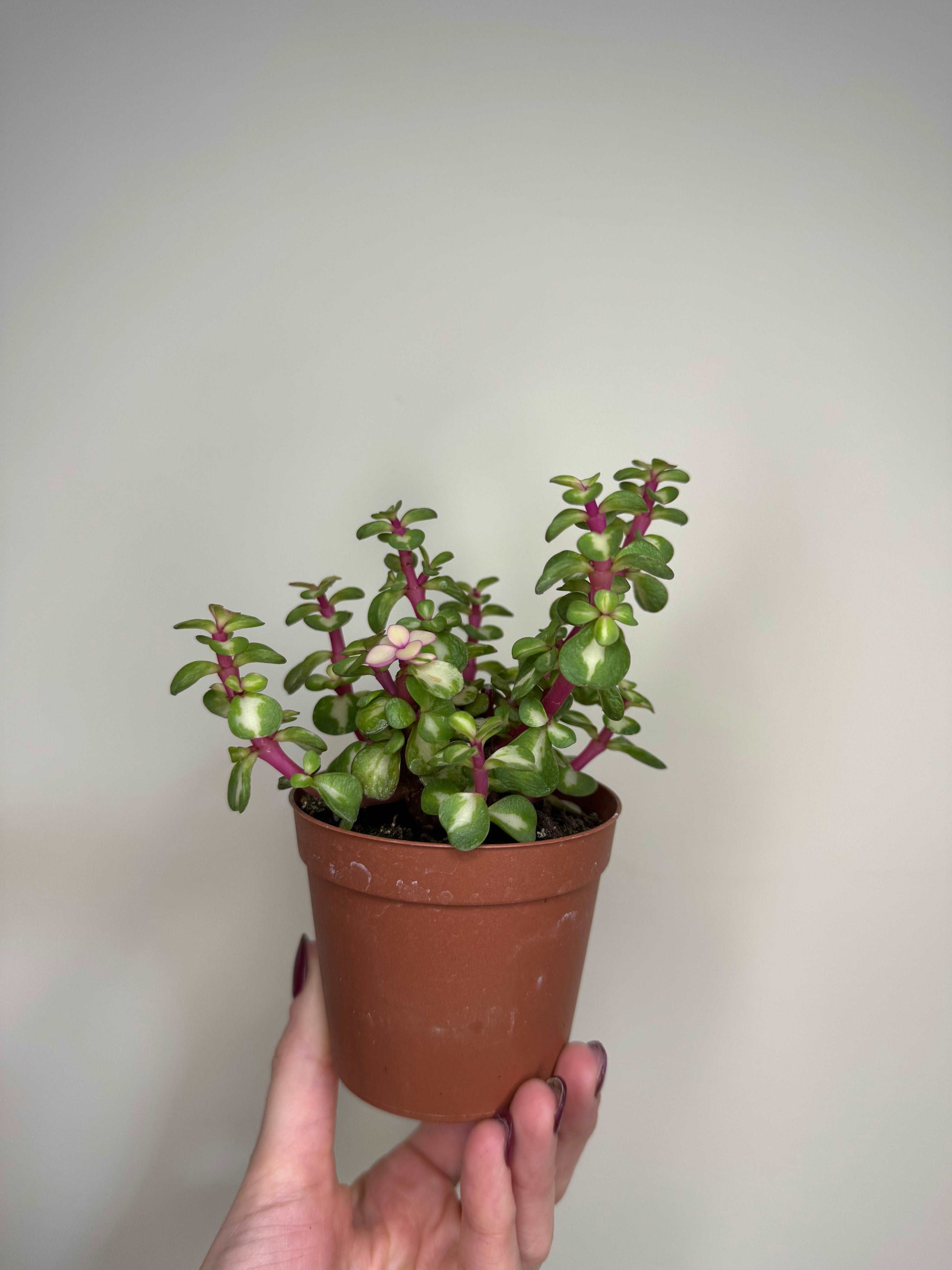 Portulacaria Afra variegata “Mediopicta”