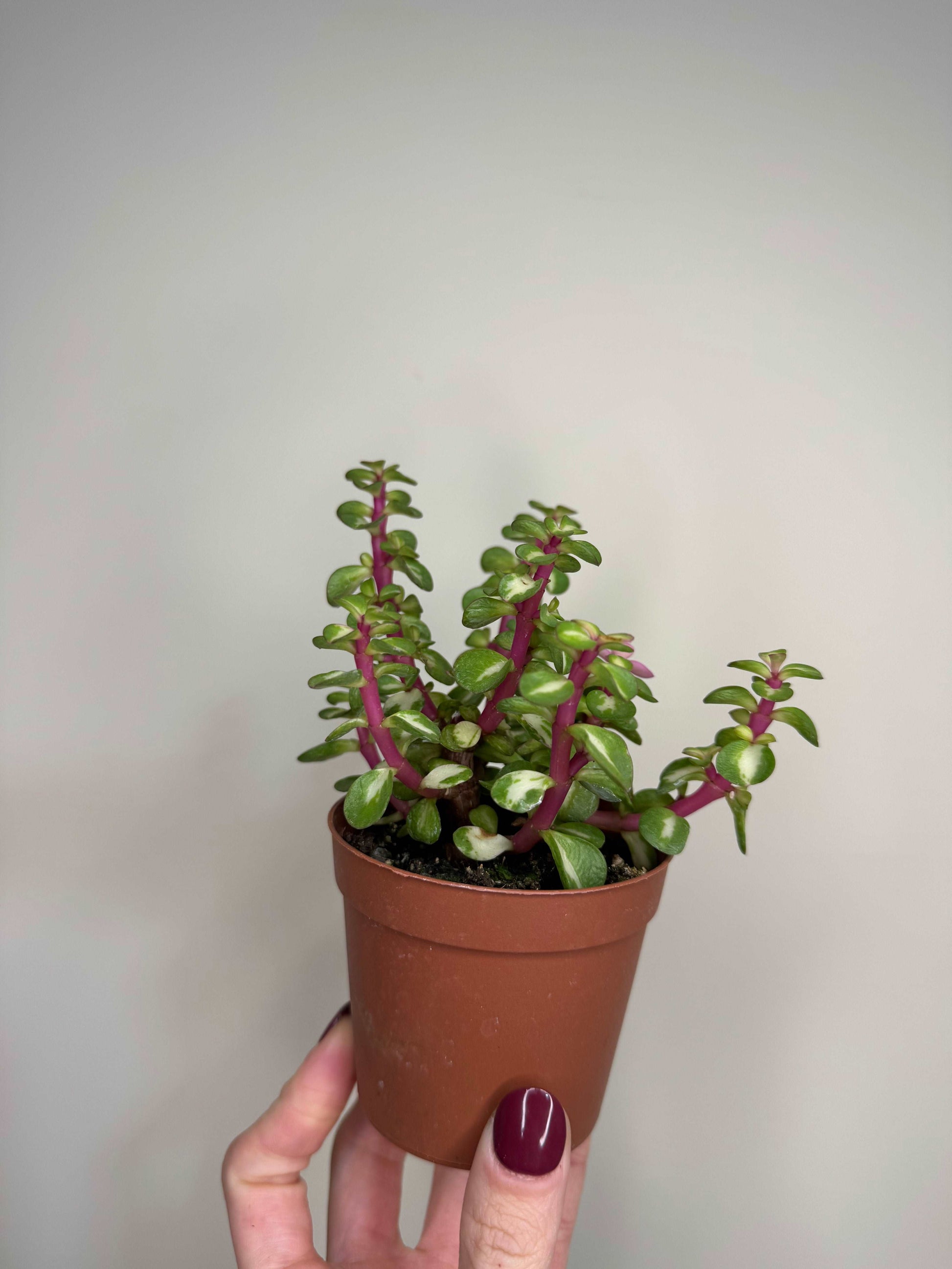 Portulacaria Afra variegata “Mediopicta”