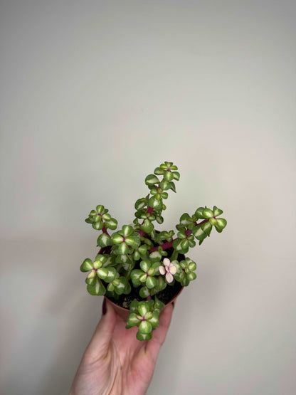 Portulacaria Afra variegata “Mediopicta”