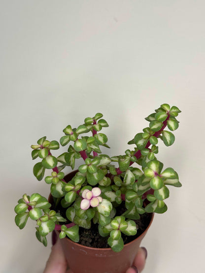 Portulacaria Afra variegata “Mediopicta”