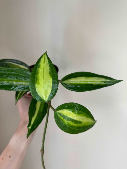 Hoya Macrophylla “Pot of Gold” | Hoya Latifolia