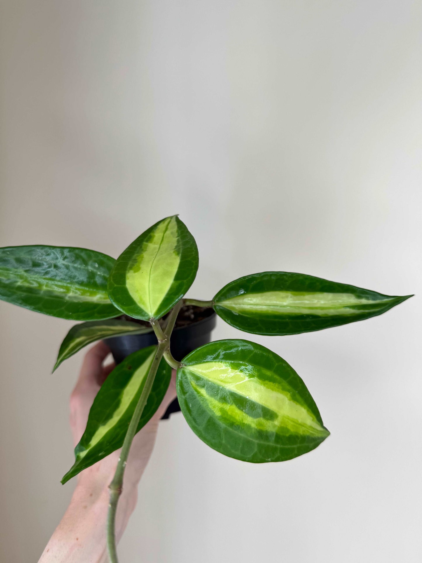 Hoya Macrophylla “Pot of Gold” | Hoya Latifolia