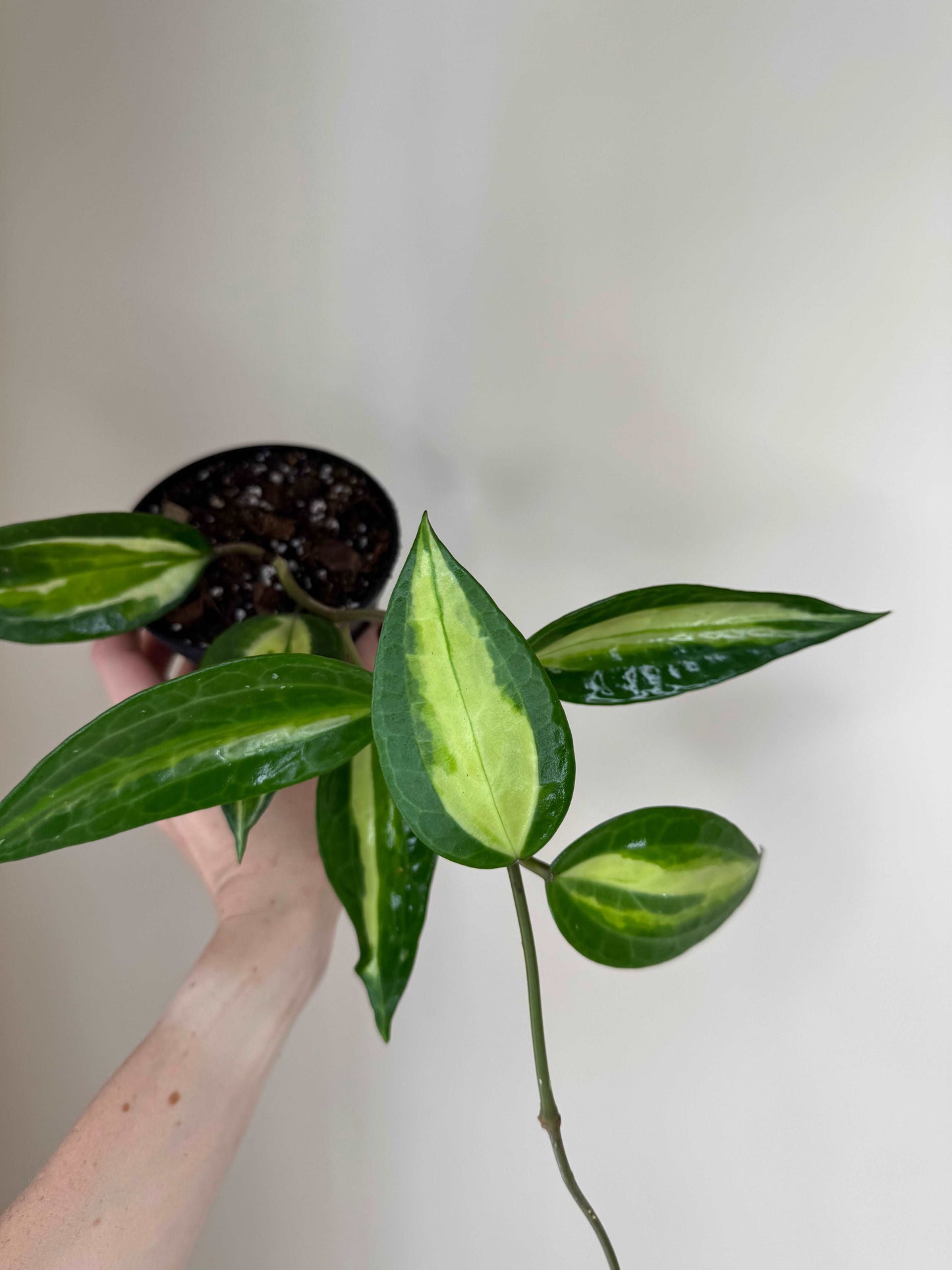 Hoya Macrophylla “Pot of Gold” | Hoya Latifolia