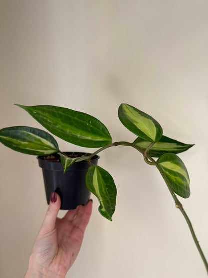 Hoya Macrophylla “Pot of Gold” | Hoya Latifolia