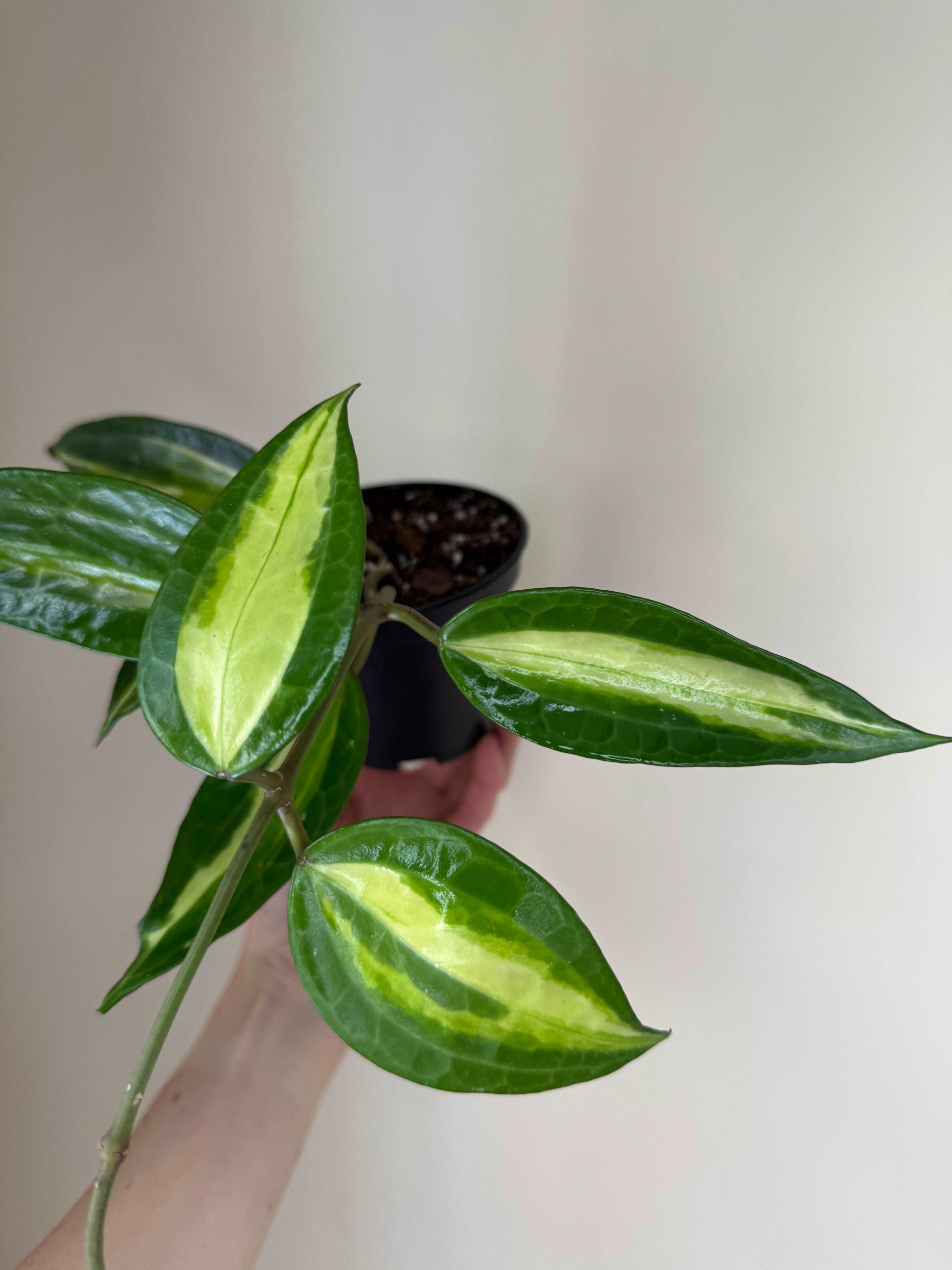 Hoya Macrophylla “Pot of Gold” | Hoya Latifolia