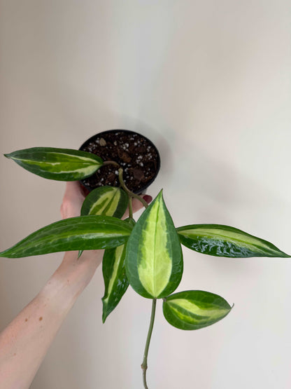 Hoya Macrophylla “Pot of Gold” | Hoya Latifolia