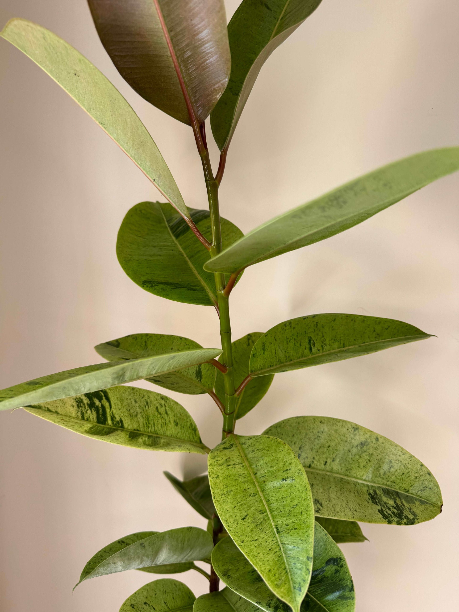 Ficus Shivereana Moonshine