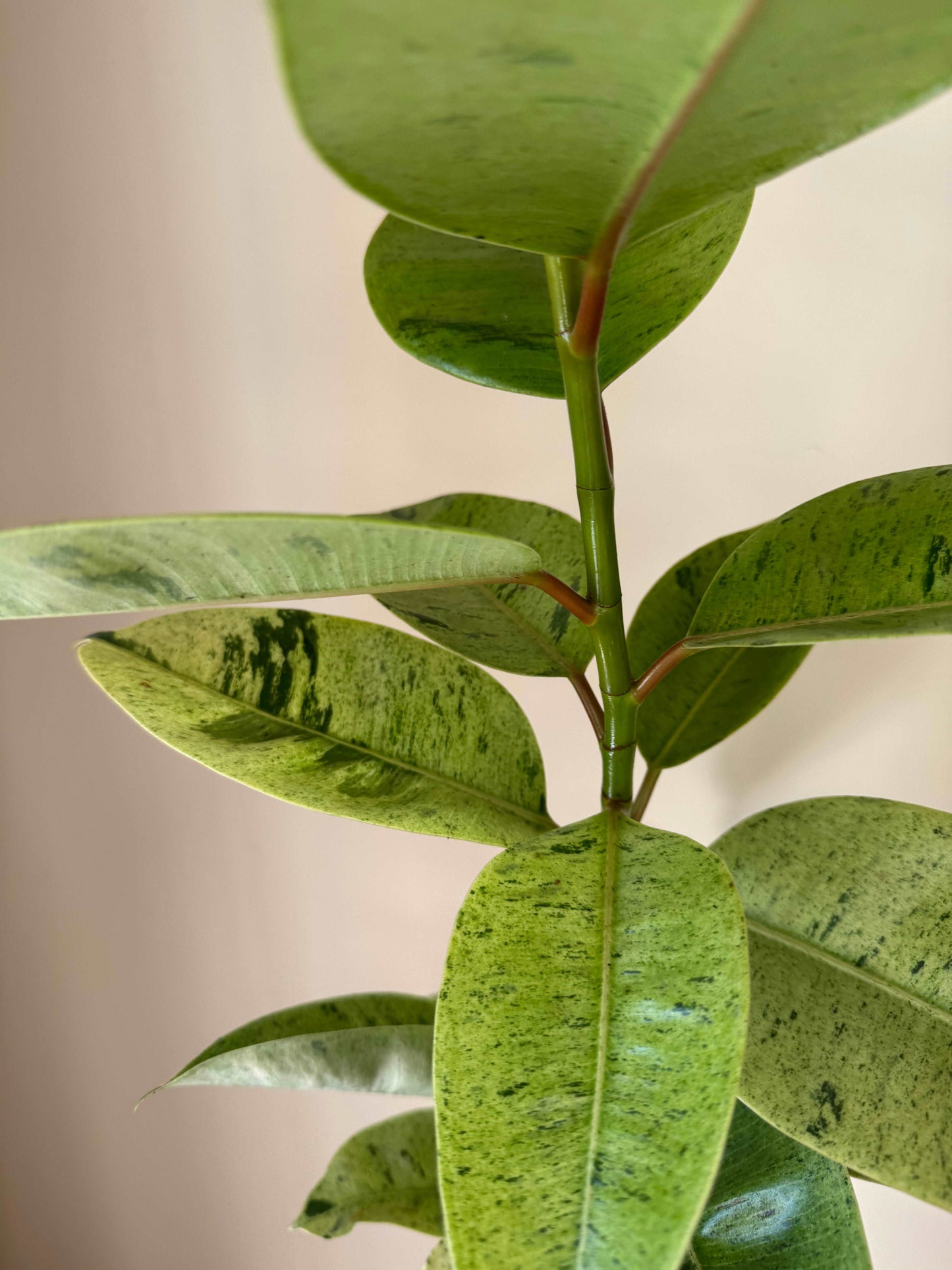 Ficus Shivereana Moonshine